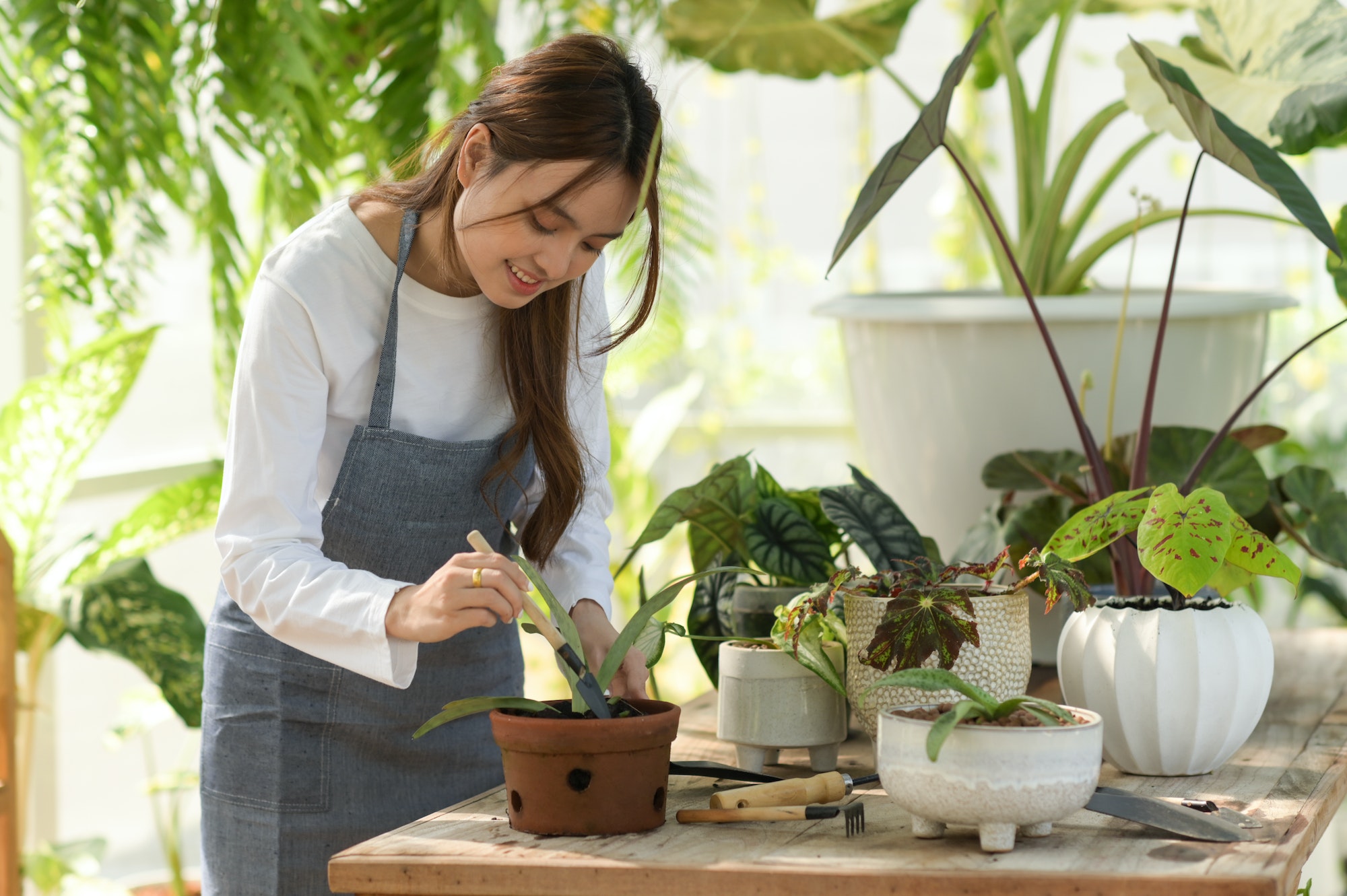 Young woman happily planting trees in the green house.